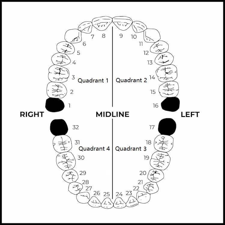 four quadrants of teeth with their numbers next to them.
