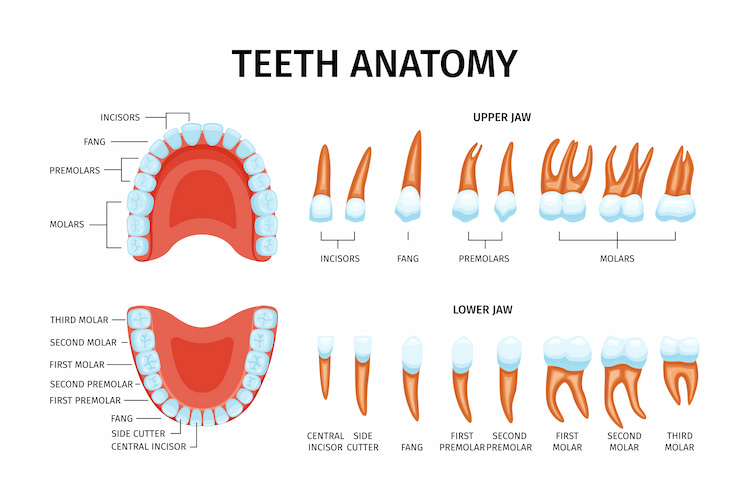 a teeth anatomy that shows the different types of teeth with their names next to them.