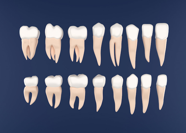different types of teeth next to each other.