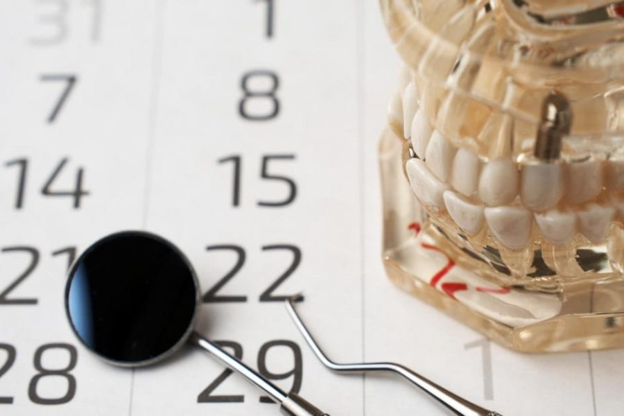 a teeth model on a paper with numbers showing how teeth are numbered and named